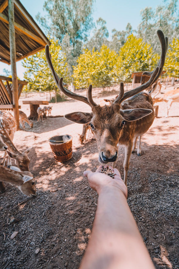 Animais Selvagens