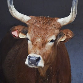 Vaca Cachena