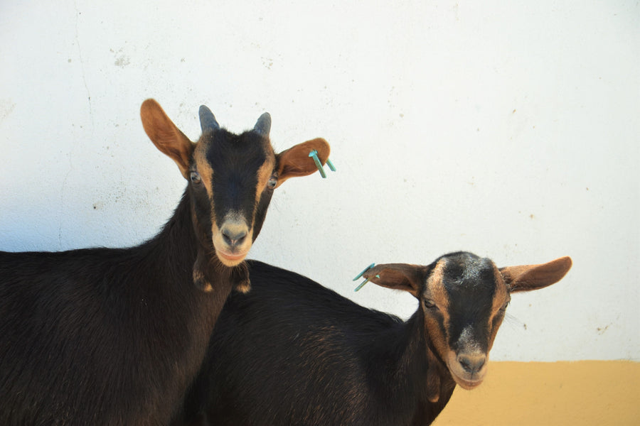 Cabra Serrana