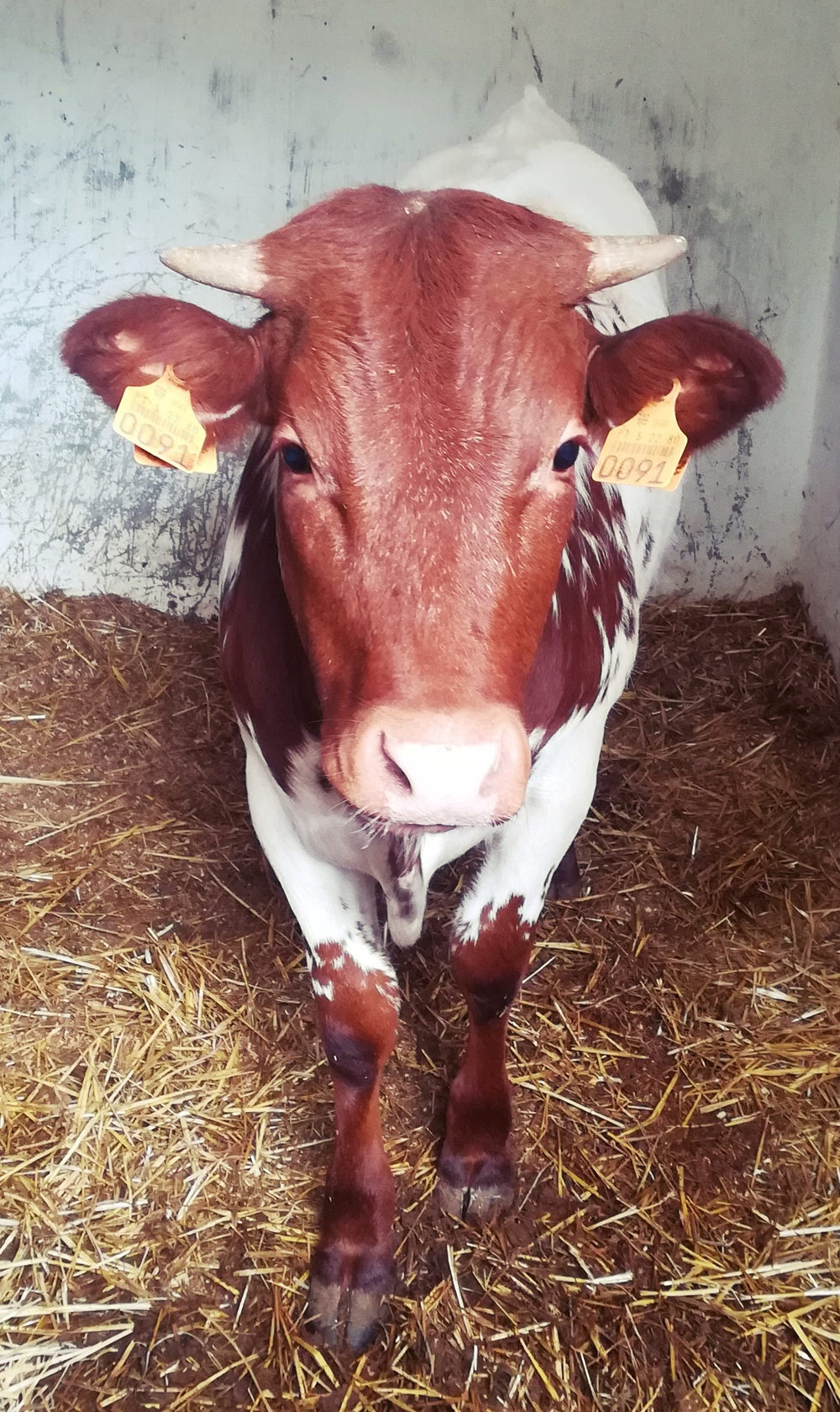 Vaca Mertolenga