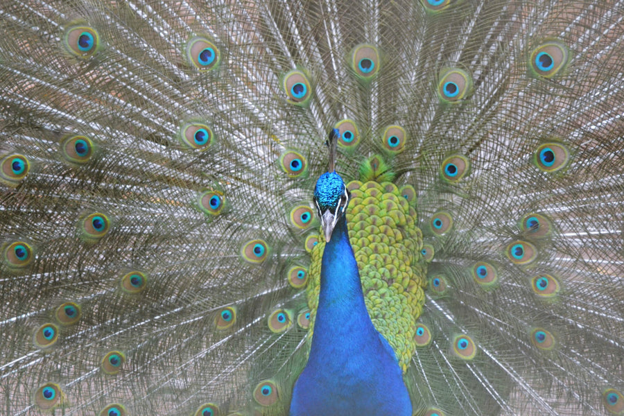 Pavão