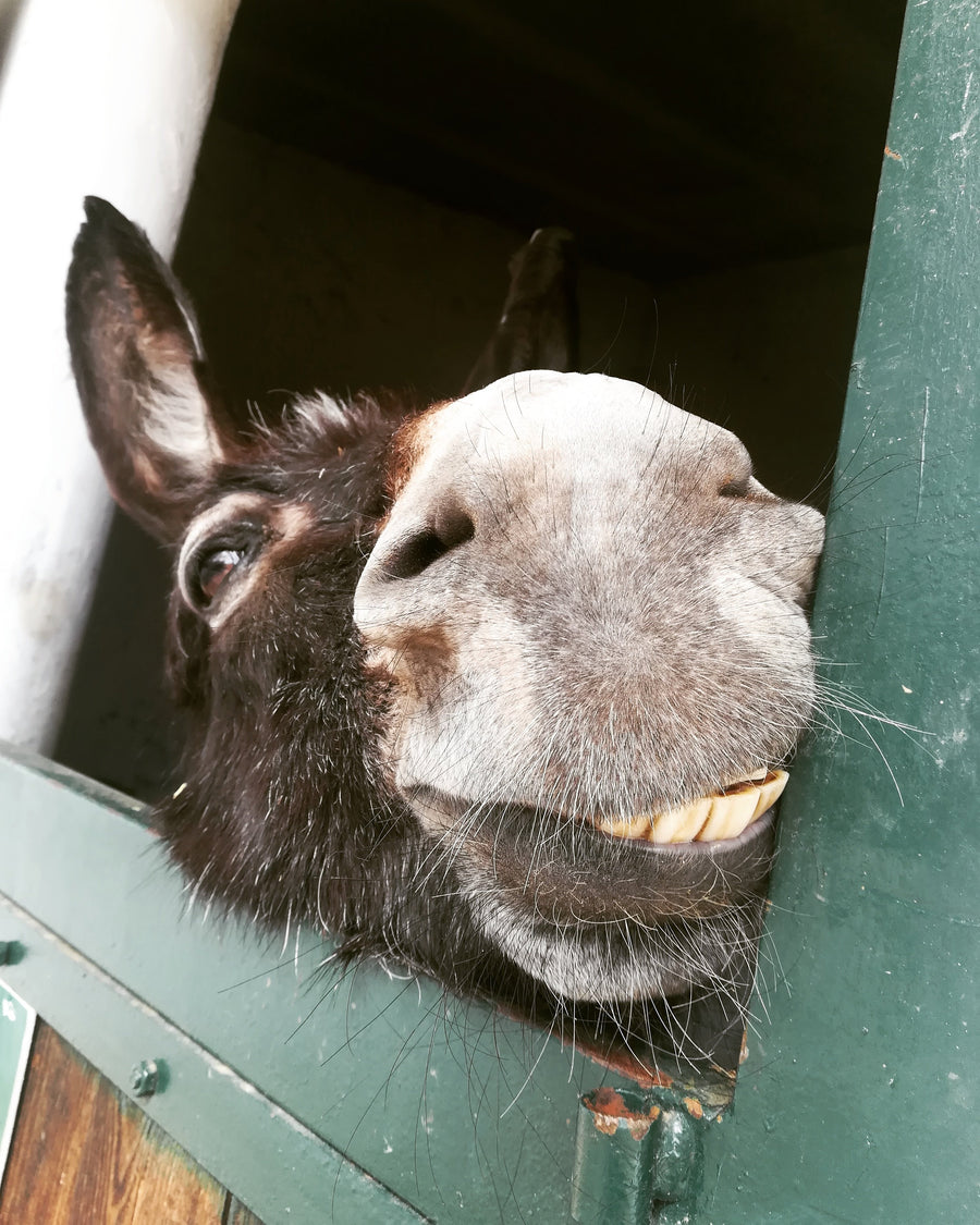 Burro