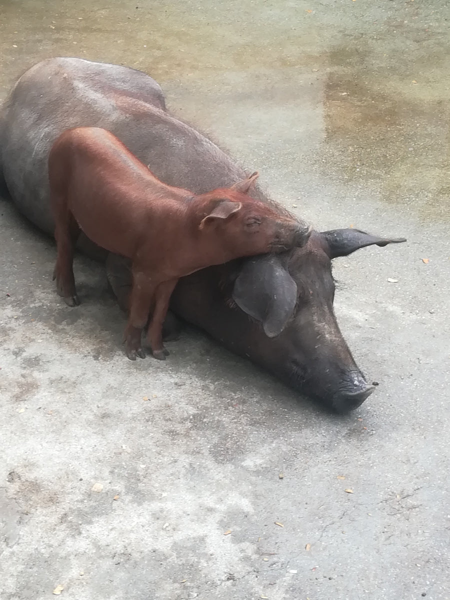Porco Alentejano