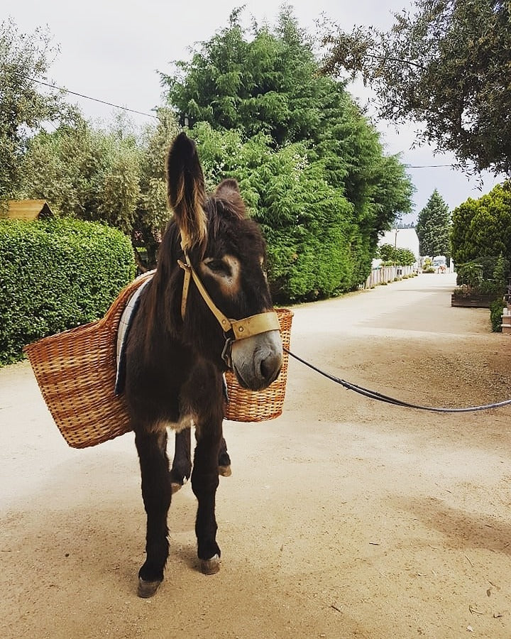 Burro Mirandês